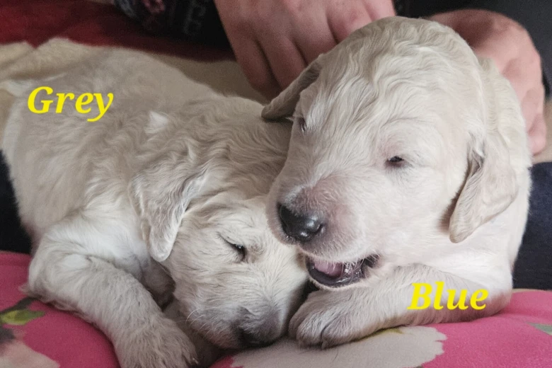 Goldendoodle