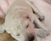Goldendoodle