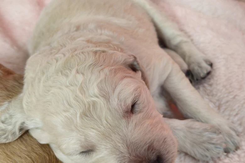Goldendoodle