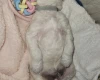 Goldendoodle