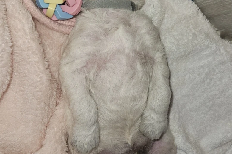 Goldendoodle