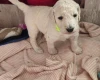 Goldendoodle