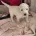 Goldendoodle