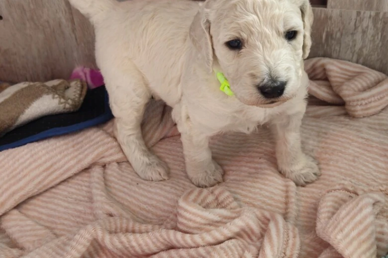 Goldendoodle