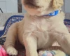 Goldendoodle