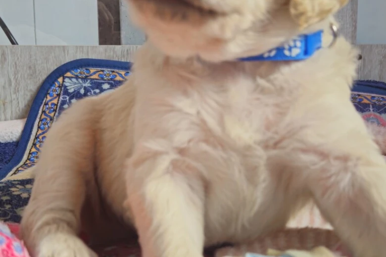 Goldendoodle