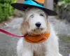 Goldendoodle