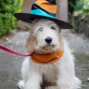 Goldendoodle