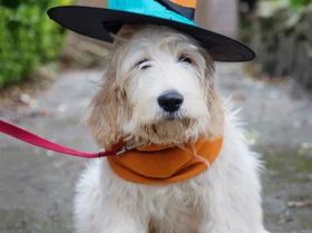 Goldendoodle