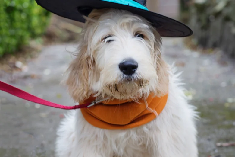 Goldendoodle