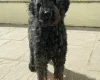 Goldendoodle