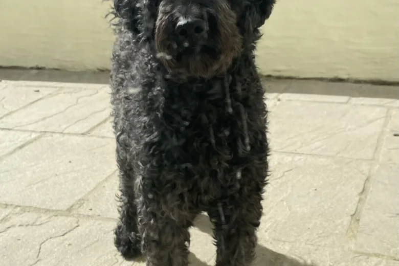 Goldendoodle