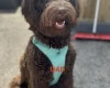 Goldendoodle
