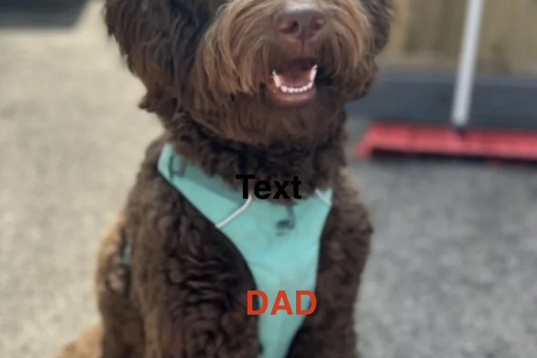 Goldendoodle