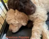 Goldendoodle