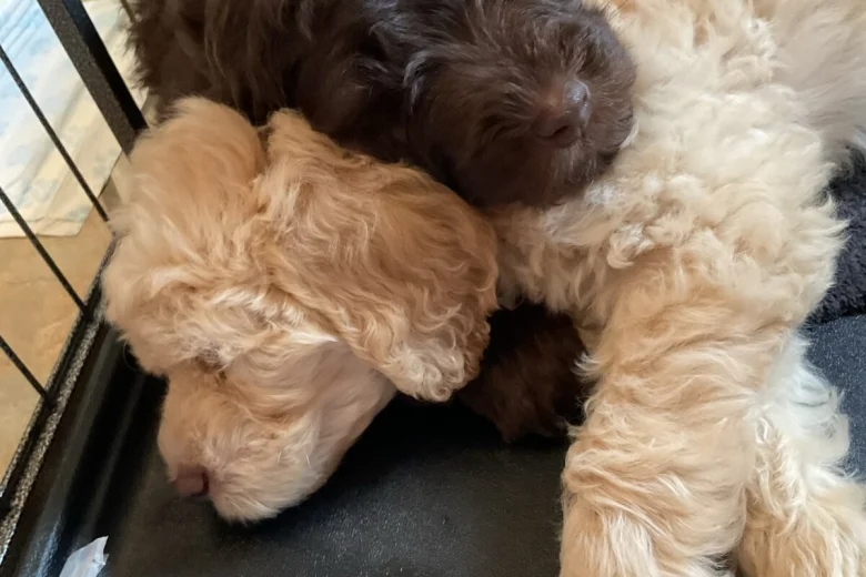 Goldendoodle