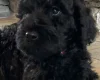 Goldendoodle