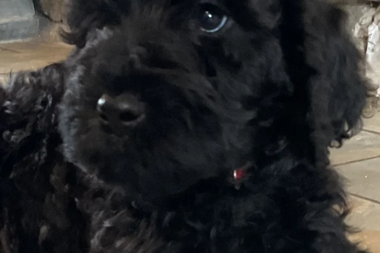 Goldendoodle