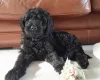 Goldendoodle