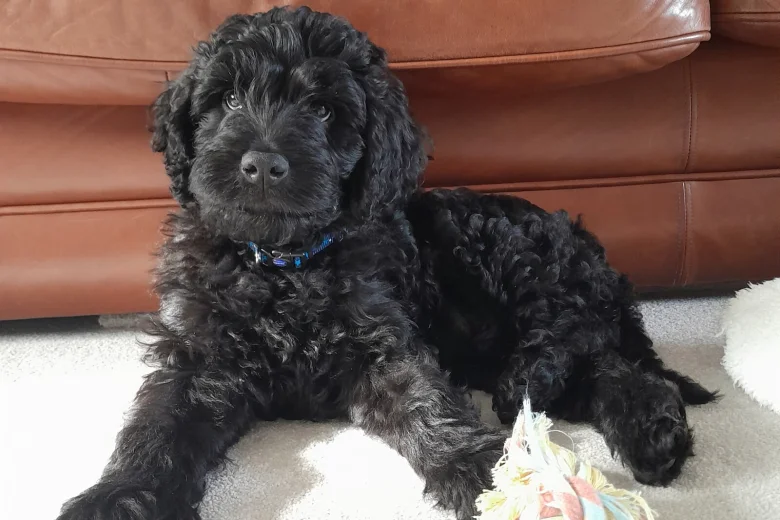 Goldendoodle