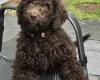 Goldendoodle