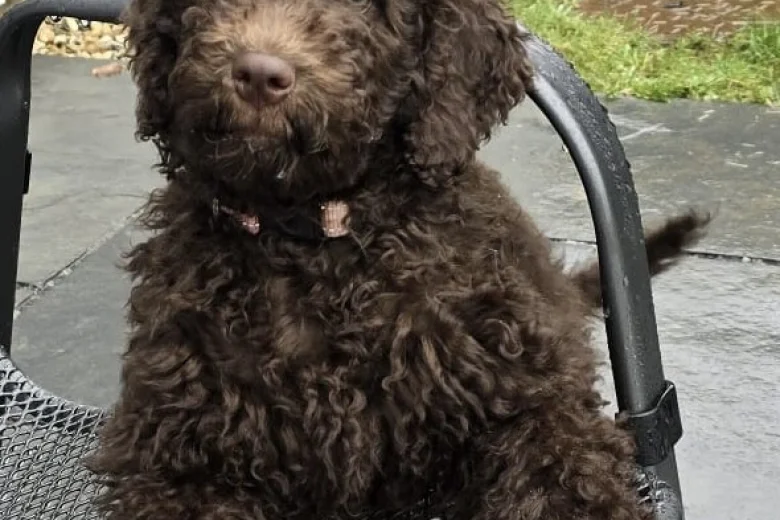 Goldendoodle