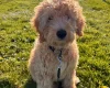 Goldendoodle