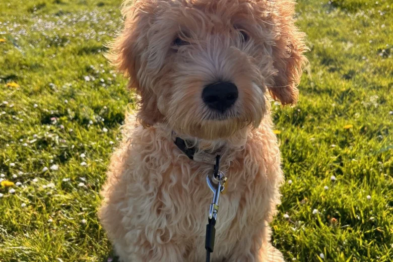 Goldendoodle