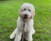 Goldendoodle