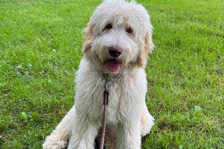 Goldendoodle