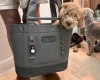 Goldendoodle