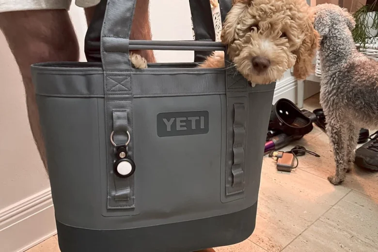 Goldendoodle