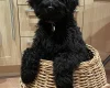 Goldendoodle