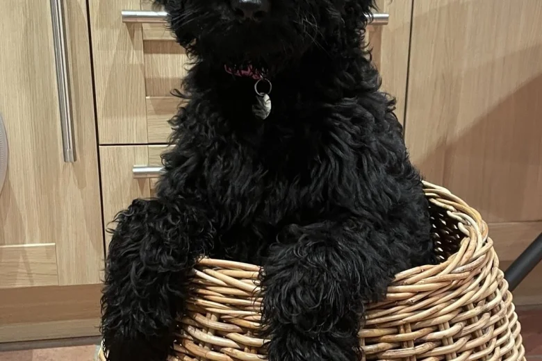 Goldendoodle
