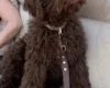 Goldendoodle