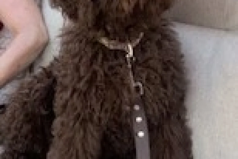 Goldendoodle