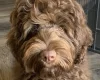 Goldendoodle