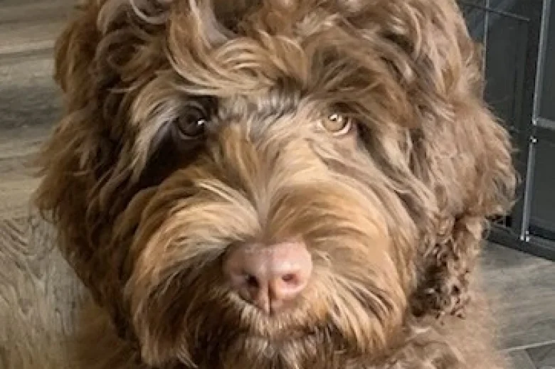 Goldendoodle