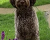 Goldendoodle