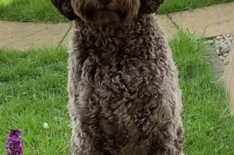 Goldendoodle