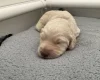 Goldendoodle