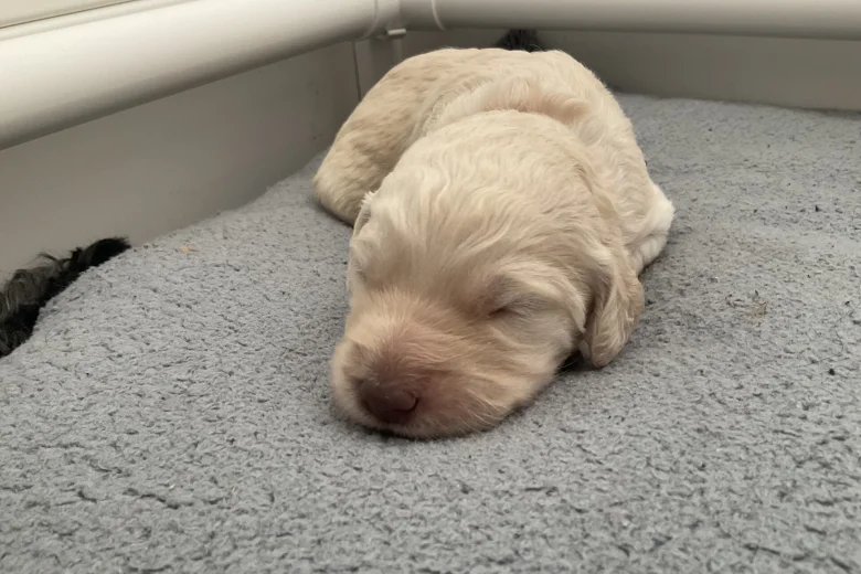 Goldendoodle