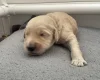 Goldendoodle