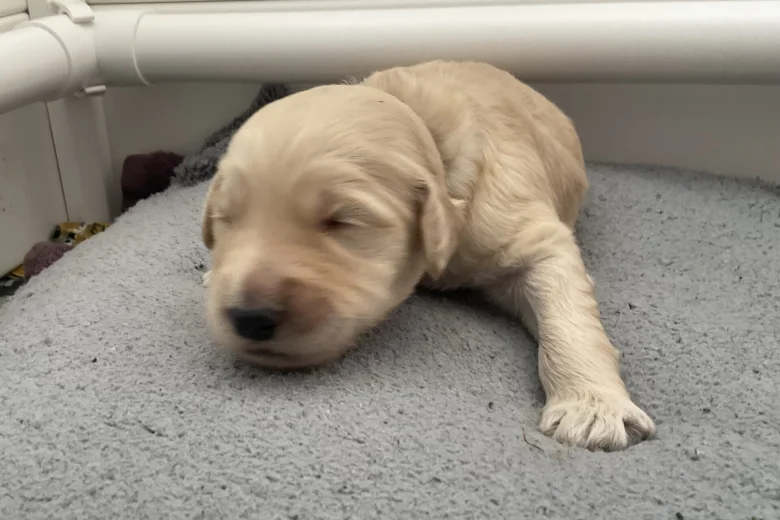 Goldendoodle