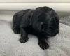 Goldendoodle