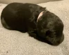 Goldendoodle