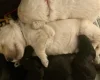 Goldendoodle