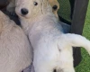 Goldendoodle