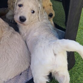 Goldendoodle