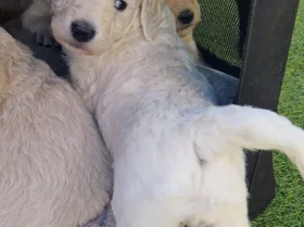 Goldendoodle
